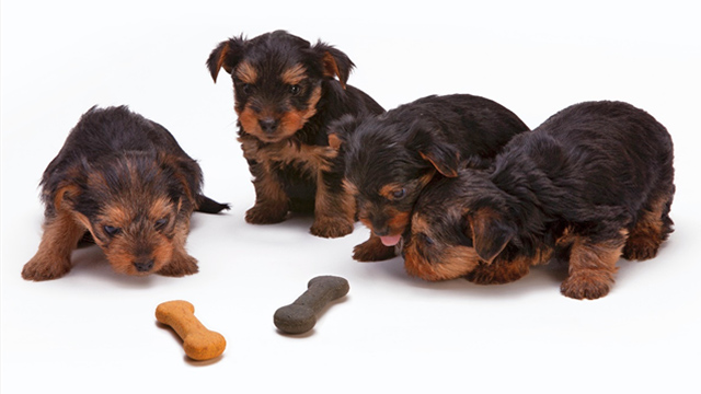 yorkshire terrier puppies - dog treats for dogs