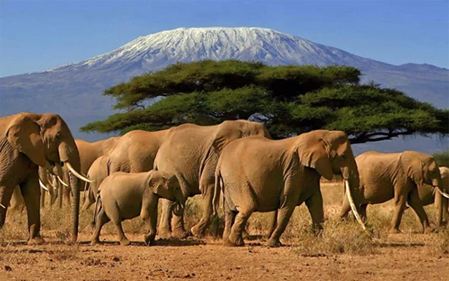 sunny destinations - safari kilimanjaro