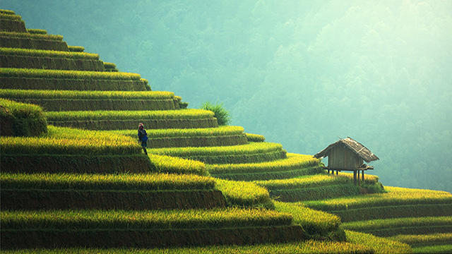 terraced rice paddy southeast asia
