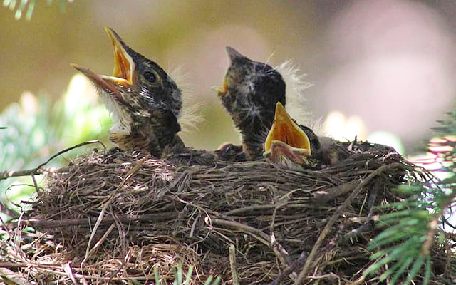 crowded nest robin bird