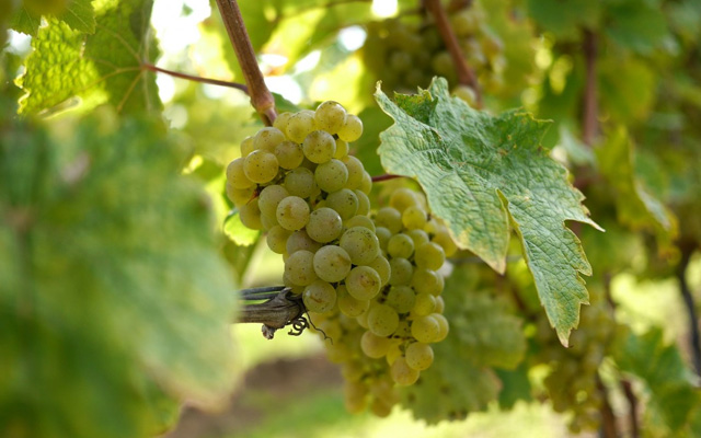 Riesling wine grapes