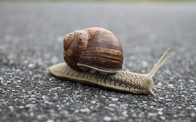 snail slowing