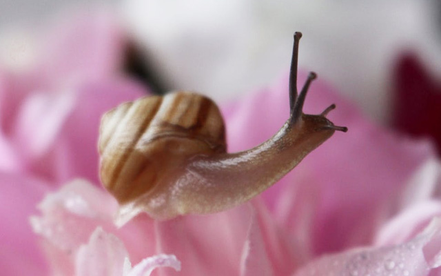 snail slowing