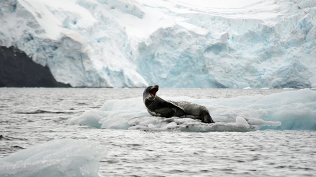 antarctica seal