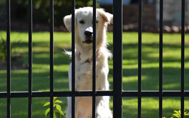 guard dog fence