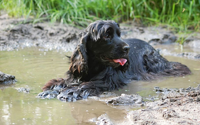 dirty dog owner water dog