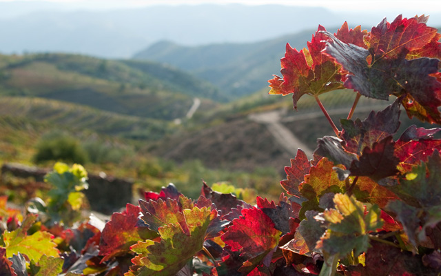 douro valley portugal wine