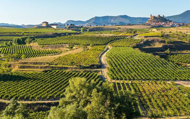 La Rioja vineyards Spain wine Spanish wine