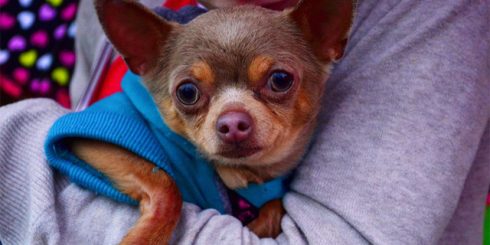 support animal puppy dog chihuahua emotional support animal
