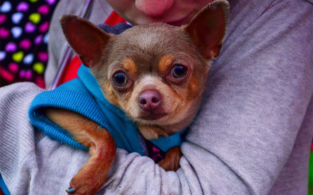 support animal puppy dog chihuahua emotional support animal