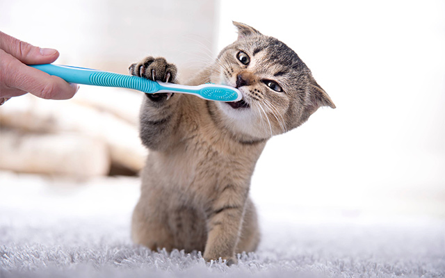 cat dental health kitten