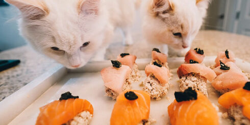 cat sushi spoil your cat
