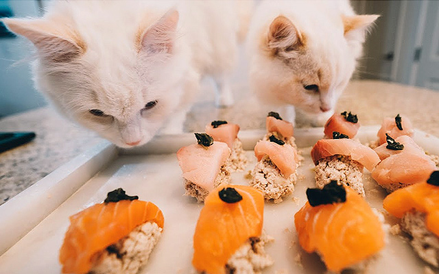 cat sushi spoil your cat