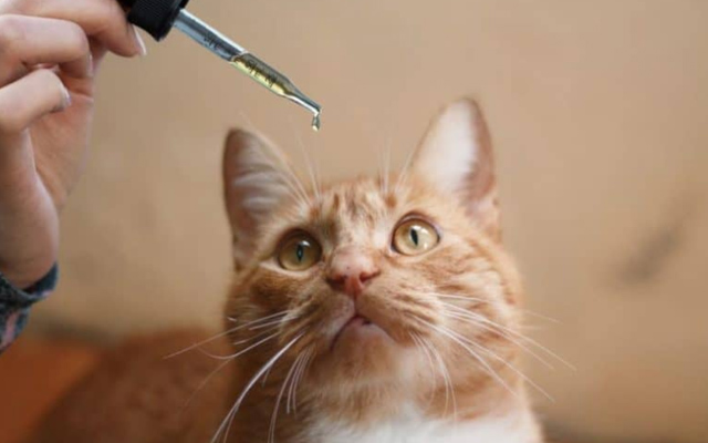 cat catnip oil