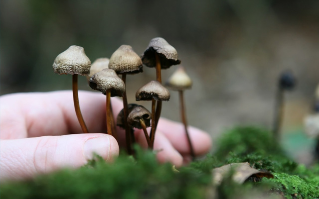 magic-mushrooms shrrooms