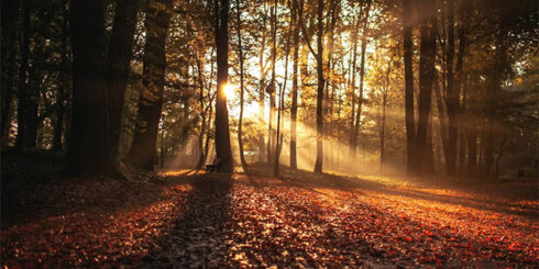 Autumn Sun Forest